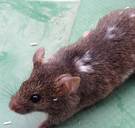 Last van muizen? Door ze voedsel en veilig onderdak te geven, kun je ze al na 20 generaties als huisdier houden