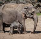 Opnieuw een olifantje overleden in Planckendael