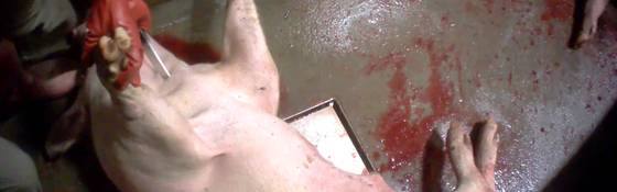 Hoeveel dierenleed bevat ons lapje vlees?