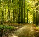 Licht op groen: openbare bossen voortaan overal toegankelijk