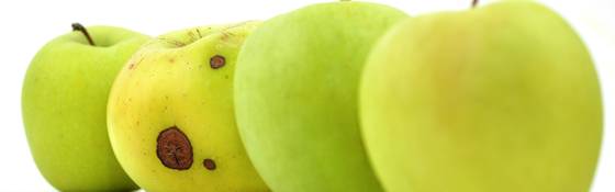 Er zit een rotte appel in elk van ons