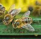 VS schrappen verbod op pesticiden die bijen doden