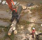 54 gezonde bomen op Antwerpse Charlottalei worden gekapt