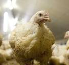 Is haanburger verantwoorder dan de gaskamer voor mannetjeskuikens?