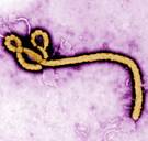 Zeventien doden bij nieuwe uitbraak van ebola in Congo