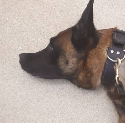 Politiehonden ziek door slootwater