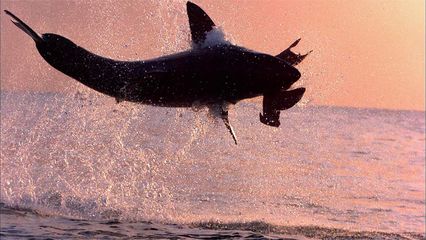1. Killer Catch