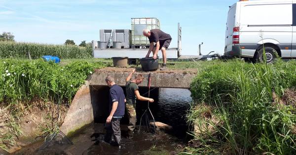 Vissen van stikbeek naar zuurstofrijke Maas