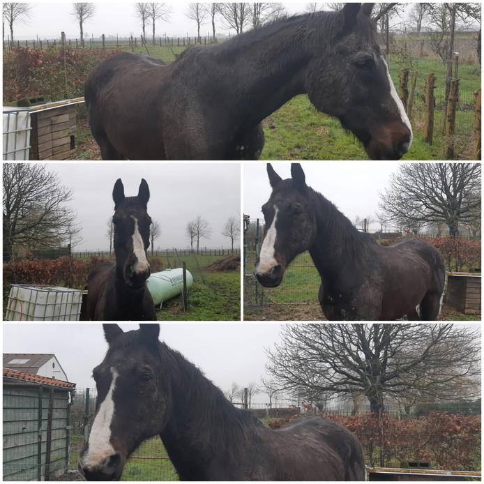 Het loslopende paard zoals vrijdag aangetroffen bij Aardenburg.