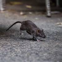 Met de hitte komen ook de ratten