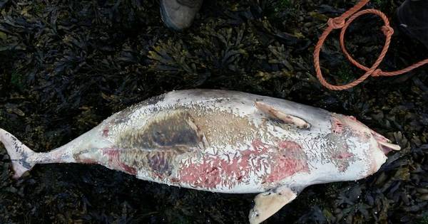 Drie dode bruinvissen gevonden in twee dagen tijd, en dat is bijzonder weinig - PZC