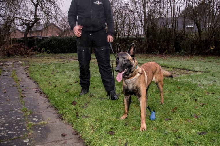 De trainer ging met Uscko al langs een school wandelen. "Dat was geen probleem."