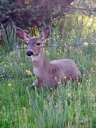Amerikaanse politie op zoek naar dader die herten verminkt met pijlen