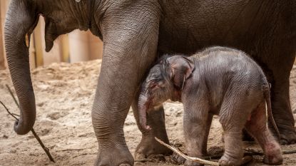 Officieel: dit is de naam van babyolifant van Kai-Mook