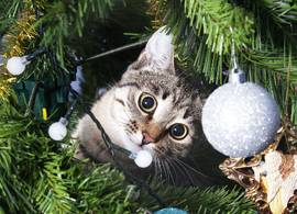 Honden- en kattenbaasjes opgelet: kerstboom giftig voor huisdier