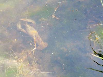Rivierkreeft gespot in Steenovenplas Heteren: 'Nog nooit gezien'