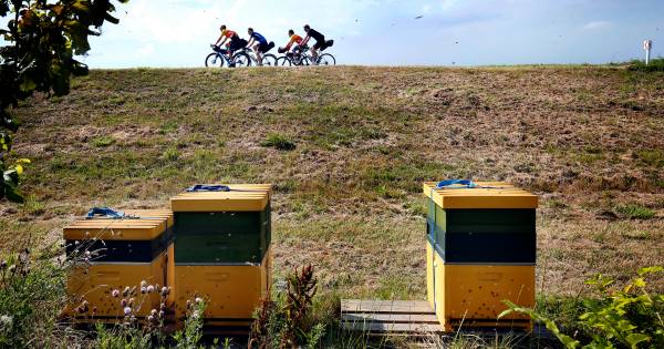 Imkers over overschot honingbijen Biesbosch: 'Ziektes groter gevaar dan verdringing' - BN DeStem