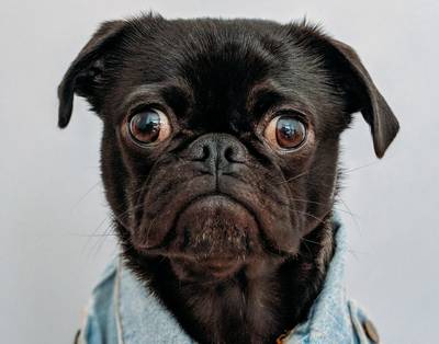 Strengere regels voor hondenfokkers moeten snuitproblemen tegengaan