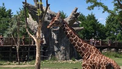 Boosaardige koedoe heeft huisarrest