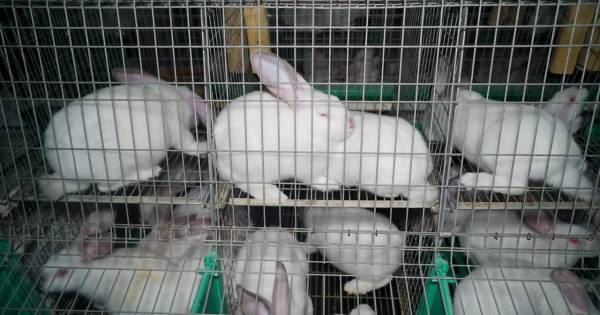 Animal Rights toont beelden van dierenleed bij konijnenfokkers in Ulicoten, Alphen en Sint-Oedenrode