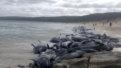 135 walvissen sterven op Australisch strand