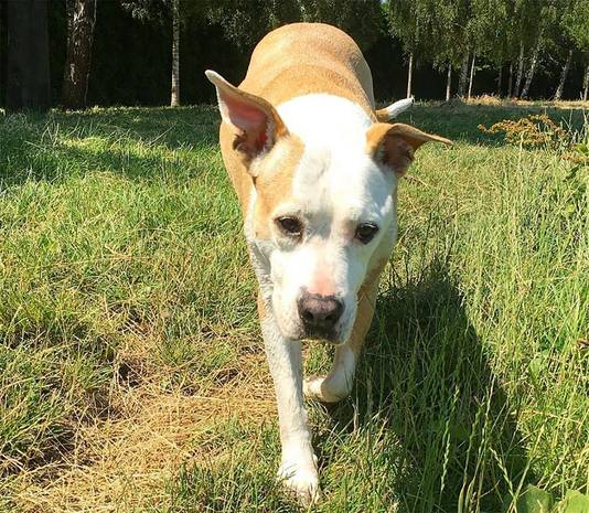 Bejaarde Hond Van Dreetje Hazes Heeft Hersentumor Showbizz Hln Be