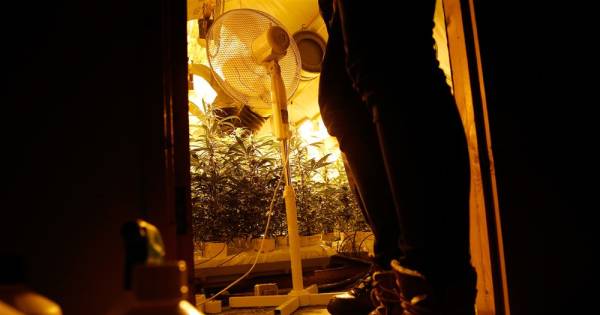 700 wietplanten in slaapkamers huizen Opheusden