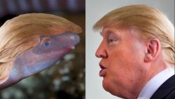 Wormachtig, blind amfibie dat kop in het zand steekt vernoemd naar Donald Trump