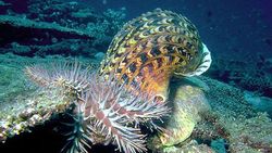 Hoe bizar ook: deze reusachtige slak kan het Great Barrier Reef redden