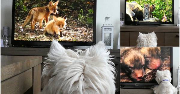 Hond Spike zit met het gezin aan de buis gekluisterd - De Gelderlander