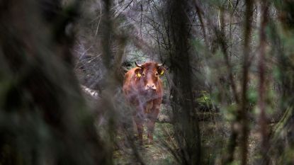 Losgebroken koe Hermien is slager, jager, agent en boer al weken te slim af