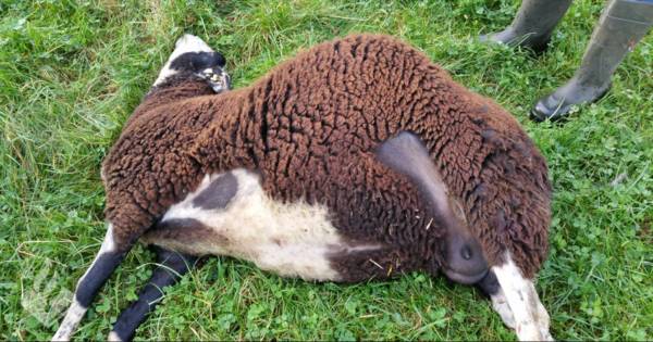 Schapenhouder doodgebeten schapen geschokt: 'een levensgevaarlijke hond' | Raalte - De Stentor