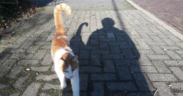 Let Altena straks op de kleintjes? Mwoa... Oudendijk denkt van niet