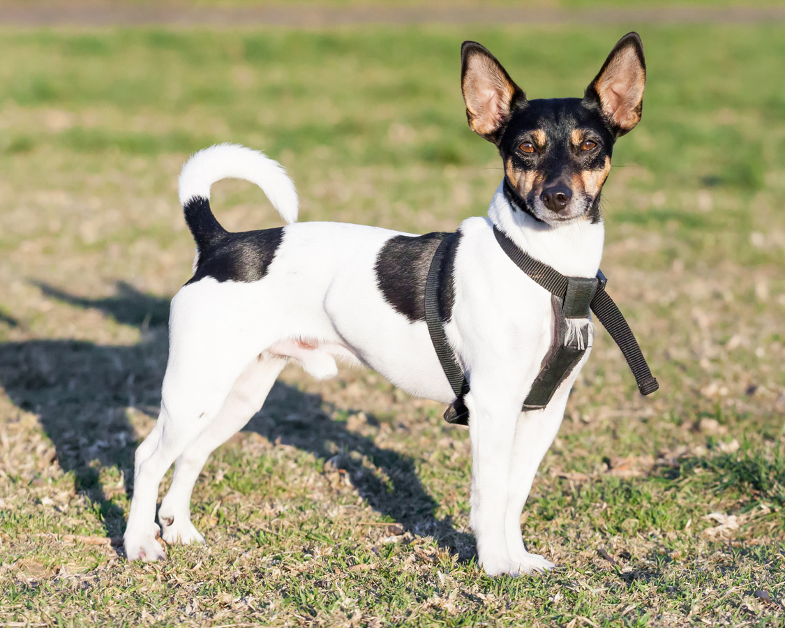 Are Rat Terriers Cuddly Dogs