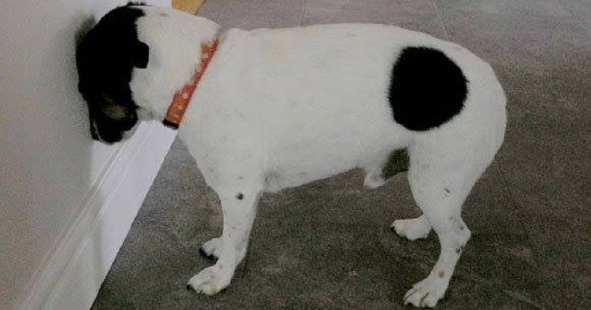 Hond Staat Steeds Met Kop Tegen Muur Hoe Erg Is Dat Nieuws Ad Nl