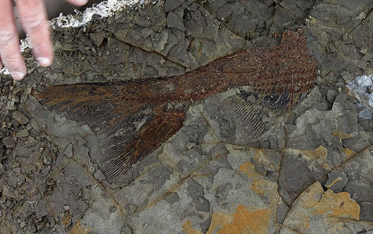 Onderzoekers vonden onder meer fossielen van vissen die op de dag van de meteorieteninslag het lieven lieten.