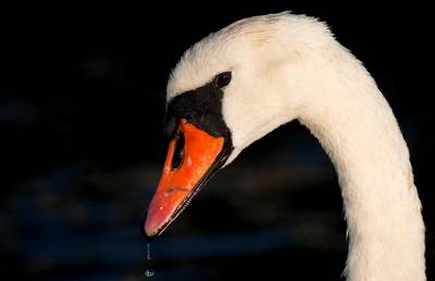 Gelderland in het nauw om afschotbeleid knobbelzwanen
