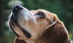 Honden worden steeds vaker gebruikt om aandoeningen zoals kanker en corona op te sporen