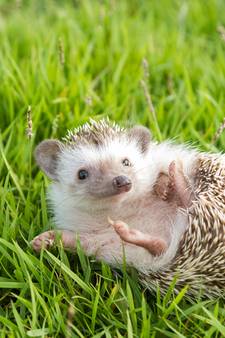 Welke datingsite is goed