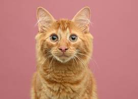 Zo lang kun je een kat alleen laten (en dat is korter dan je denkt)