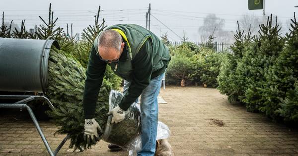 Verwonderlijk Oh denneboom! De grootste kerstboomfabels en aanschaftips HH-42