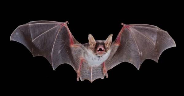 Meer windmolens langs A15? Dat bepalen de vleermuizen