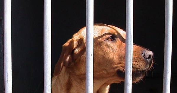 Slapeloze nachten door blaffende honden in Haps