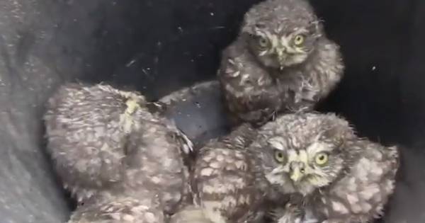 Steenuilen gaan dit jaar sky high met Heukelom als hét hoogtepunt - BD.nl