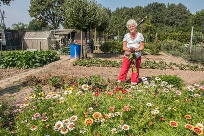 40 jaar spitten, rooien en plukken bij de tuindersvereniging De Driessen