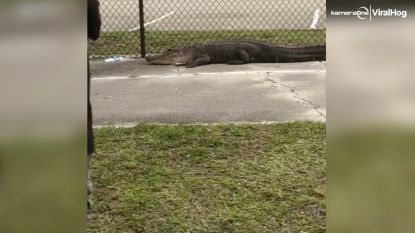 Sommige onder ons hoeven vandaag niet te werken, maar deze alligator gaat gewoon naar school!