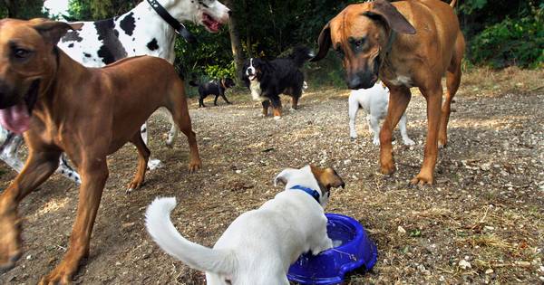 Hond kan in Gennep helemaal losgaan op eigen speelplaats - De Gelderlander