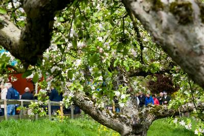 Bloesemtocht breekt weer record met 34.524 wandelaars