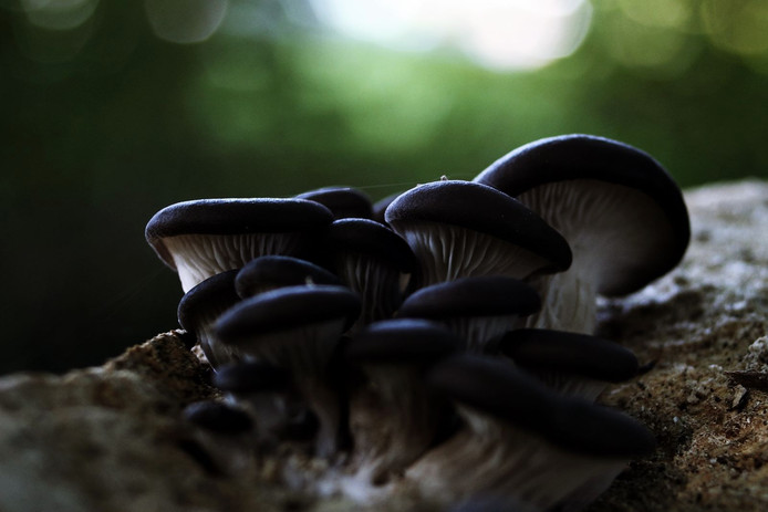 Oesterzwammen (Pleurotus ostreatus)