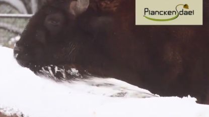 Dieren genieten van de sneeuw in Planckendael